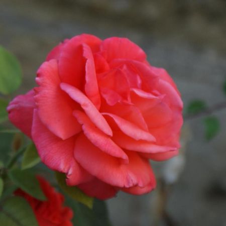 Romantic Gite Nr St Emilion With Private Pool And Views To Die For Pujols  Exterior foto